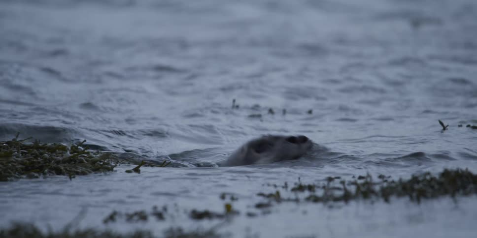 A curious seal pops its head out of the murky water and then disappears back under with a dramatic splash in slow motion