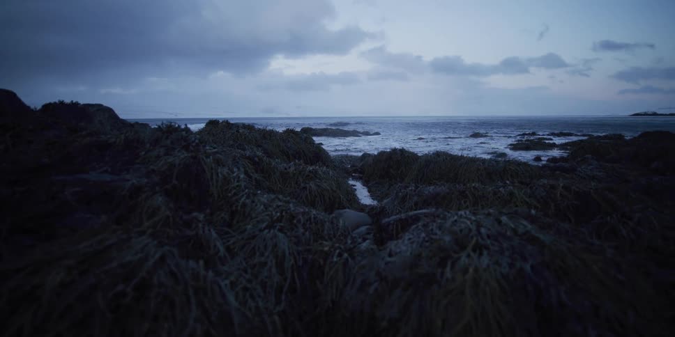 A moody view of a rocky coastline covered in dark seaweed as ocean waves roll in under a cloudy twilight sky