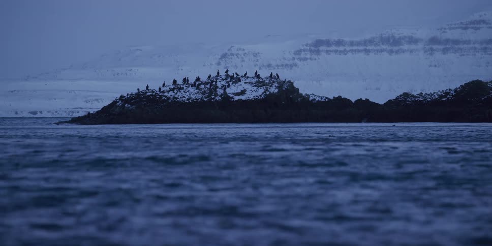 A flock of seabirds rests on a snowy island in the cold, dark ocean against a backdrop of winter mountains at dusk
