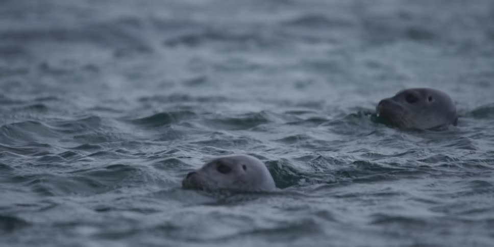 A pair of curious harbor seals cautiously poke their heads above the choppy ocean waves in slow motion