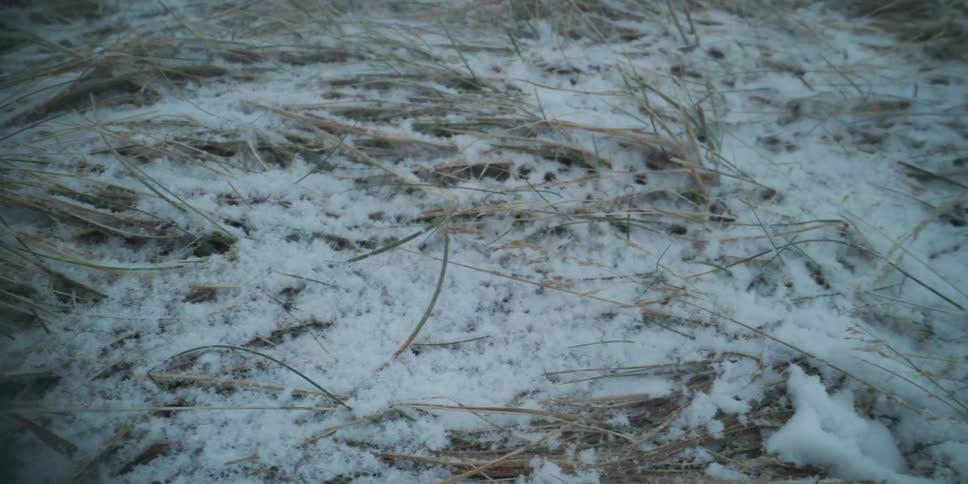 A close-up tracking shot of dry grass covered in a light dusting of snow during winter