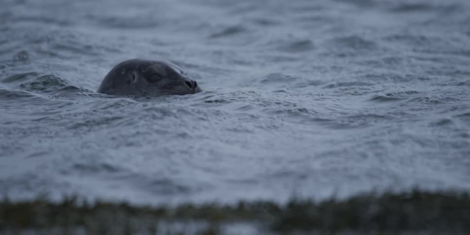 A wild seal floats peacefully in the cold, grey ocean water before submerging below the surface in slow motion