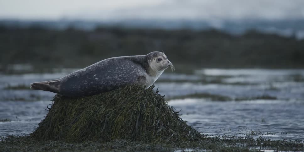 A wild harbor seal rests on a bed of green seaweed along the coastline on an overcast day