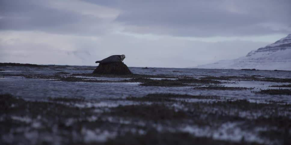 A solitary seal rests on a mound of seaweed in a shallow, cold sea with snowy mountains in the distance