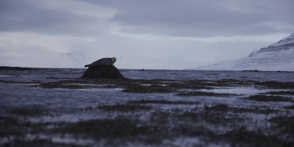 A lone seal rests on a mound of seaweed on a calm, frozen shoreline with snowy mountains in the background