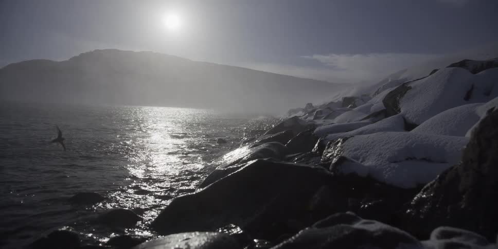 A seabird glides gracefully in slow motion over a misty, sunlit arctic lake surrounded by snow-covered rocks