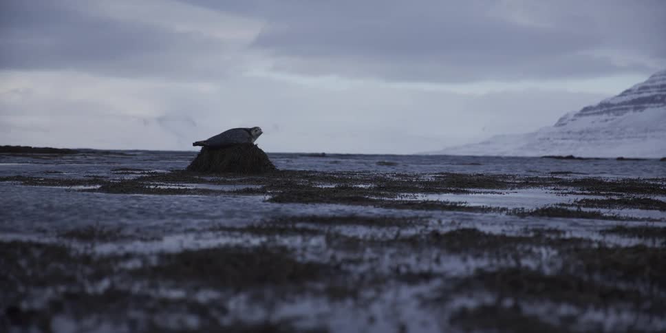 A solitary seal rests on a mound of seaweed in a vast, frozen arctic landscape