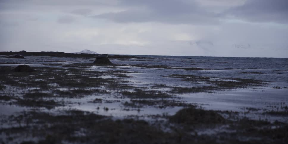 A lone seal rests on a rock along the cold and desolate shoreline of Iceland under a cloudy winter sky