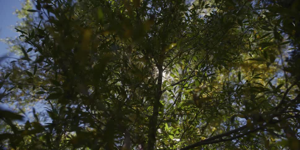 Sunlight streams through the gently swaying leaves of a tree, creating a beautiful sun flare as the camera slowly pulls back