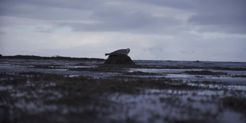 A solitary seal rests on a mound of seaweed along a vast and desolate arctic coastline on a cloudy day