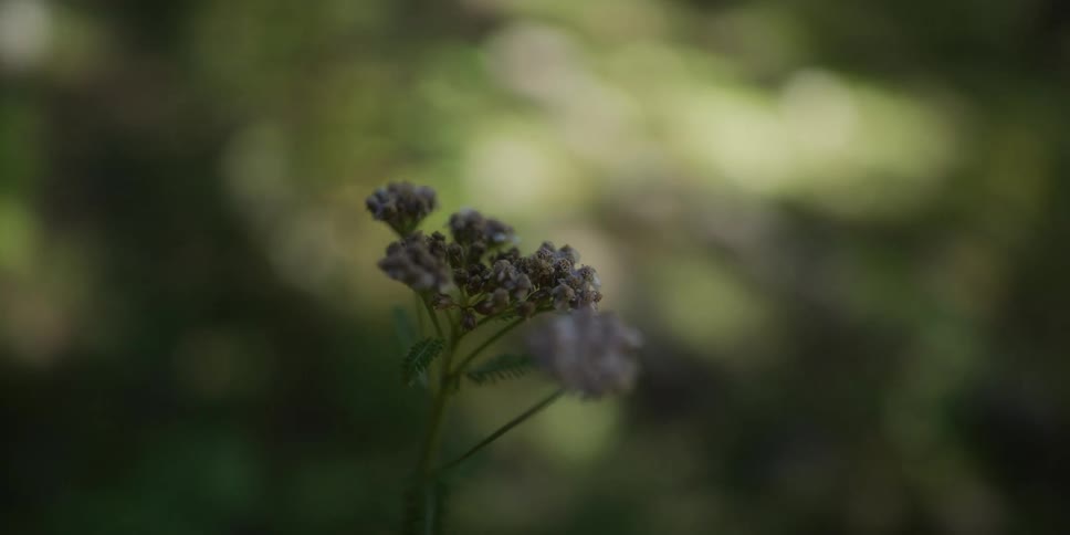 A shallow focus close-up shot of a delicate wildflower in a forest slowly racking out of focus into a dreamy bokeh background