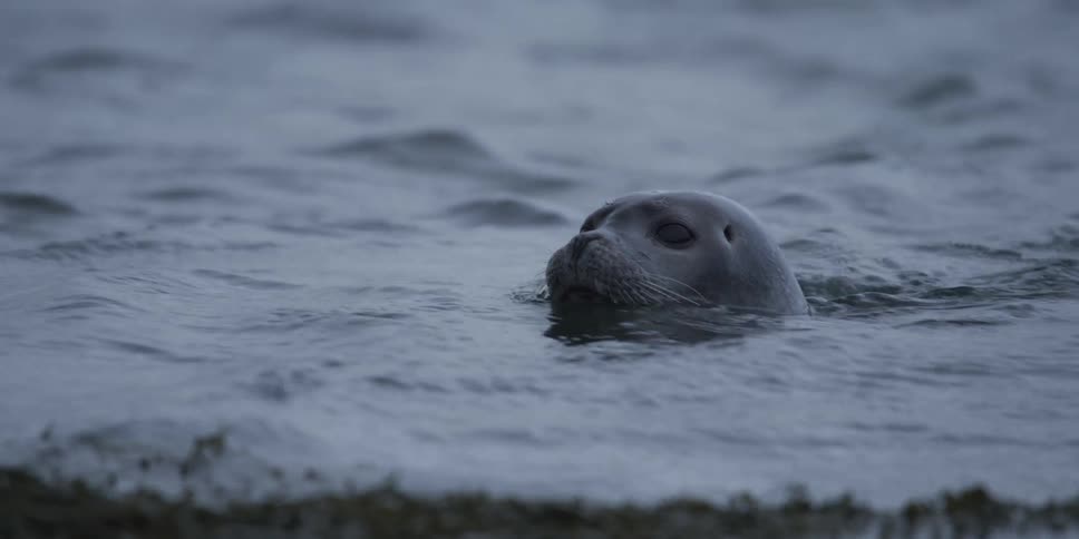 A close-up slow-motion shot captures a serene harbor seal with its head above the cool, rippling water