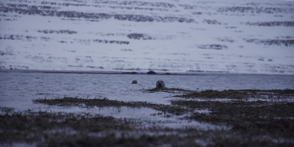 A curious seal peeks above the icy water before diving in slow motion in a snowy arctic fjord