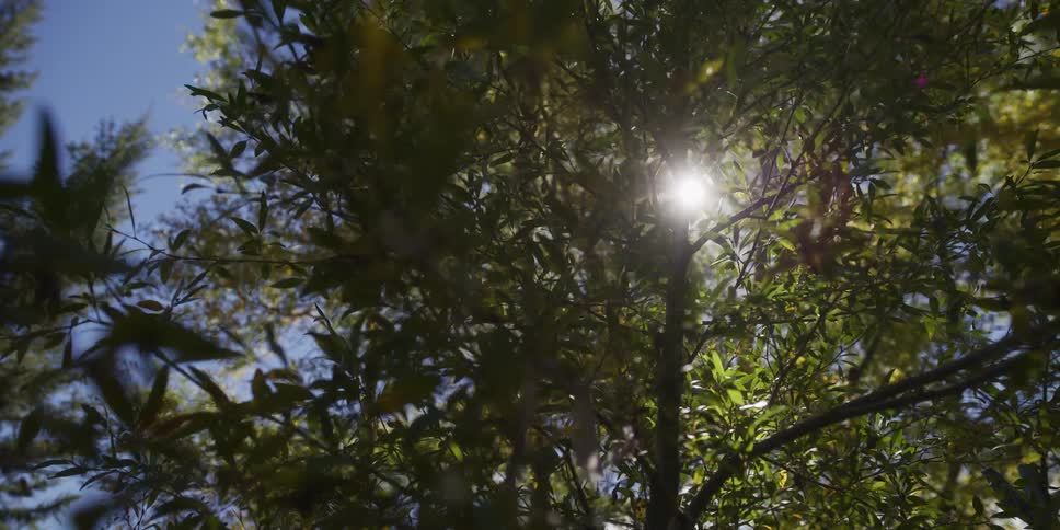 Bright sunlight creates a lens flare as it shines through the green leaves of a tree on a beautiful day