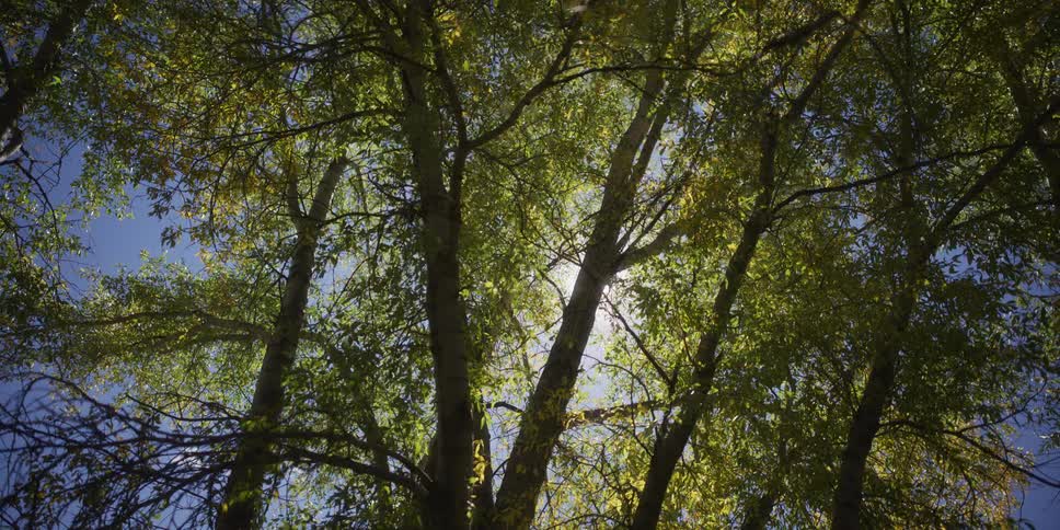 Sunlight flares as it streams through the green leaves of a tree canopy against a clear blue sky
