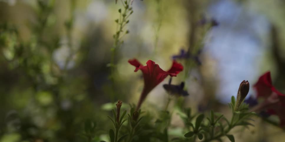 A macro shot focuses on a single red petunia flower before the focus slowly pulls away, blurring the entire garden scene