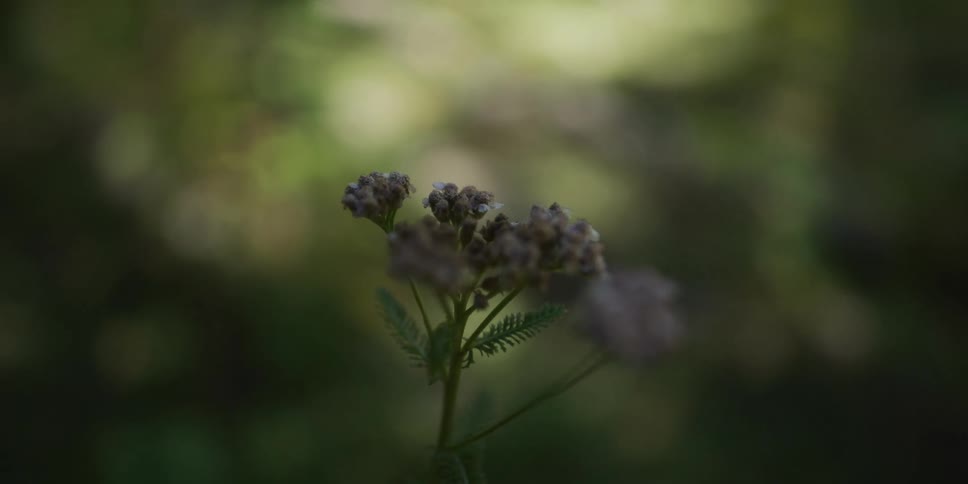 A shallow focus close-up shot of a wilting wildflower slowly moving out of focus against a green backdrop