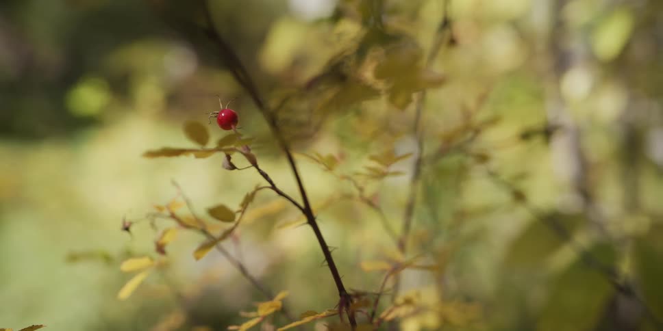 A single red berry on a thorny branch with yellow autumn leaves in a softly blurred forest