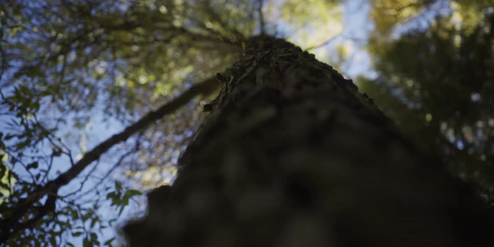 A cinematic low-angle view slowly moves up a majestic tree trunk, shifting focus from the sunlit canopy to the detailed bark
