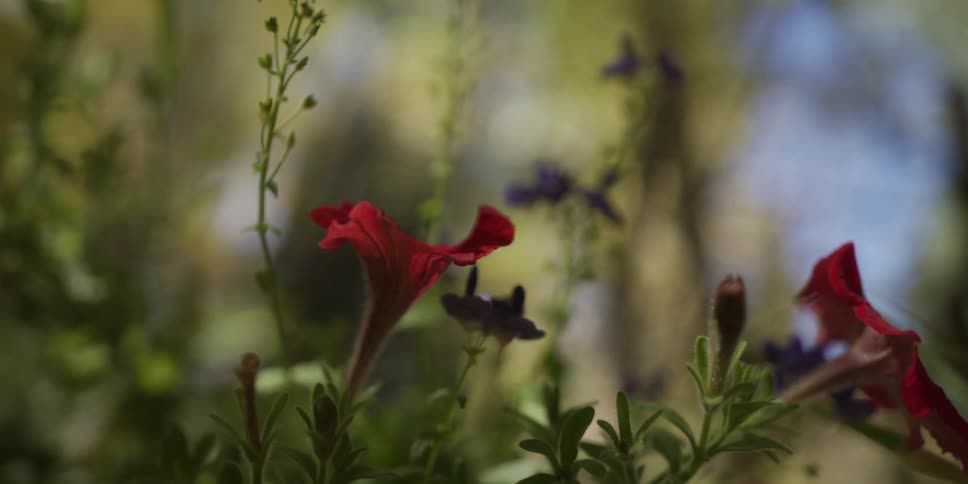 An artistic close-up shot pans across red and purple petunia flowers in a lush garden, shifting focus from a bud to a bloom