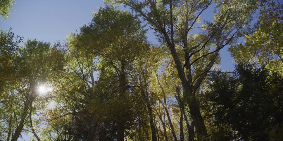 A serene low-angle view of a sun flare peeking through tall trees in a forest on a clear day