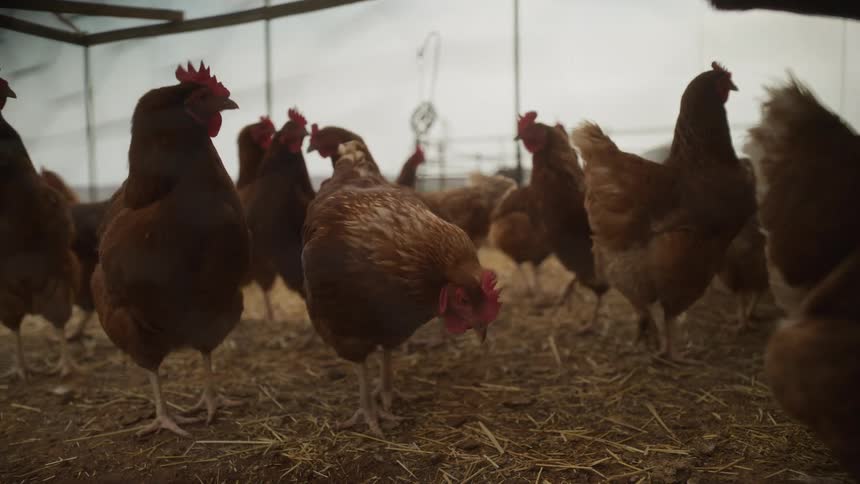 A low angle view shows a flock of brown hens standing on straw inside a farm coop