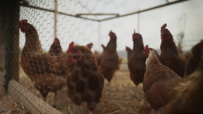 A flock of brown chickens stands calmly inside a rustic coop on a farm