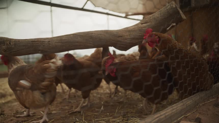 Close-up of curious brown hens behind a wire fence in a rustic farm coop