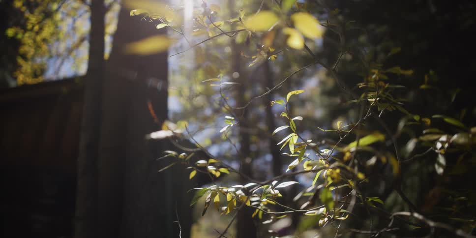 Golden sunlight shines through tree branches with floating dust particles in a tranquil forest setting