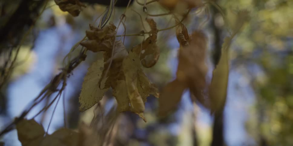 Withered yellow autumn leaves hang from a delicate vine as the focus slowly adjusts in a serene forest setting