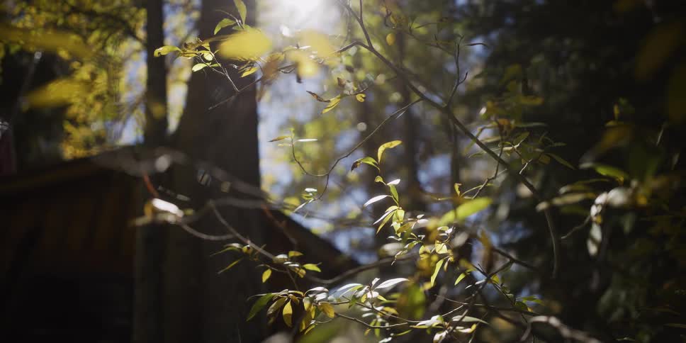 Warm sunlight shines through tree branches in a peaceful forest with a gentle rack focus on the leaves