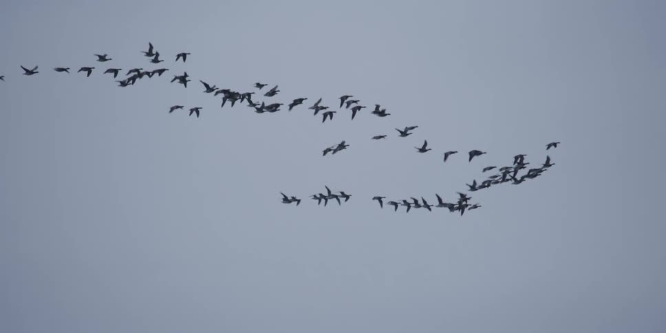 A large flock of silhouetted geese fly in formation against an overcast sky in slow motion