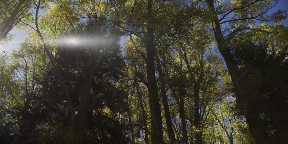Sunlight streams through the swaying green leaves of tall trees in a peaceful forest, creating a bright lens flare