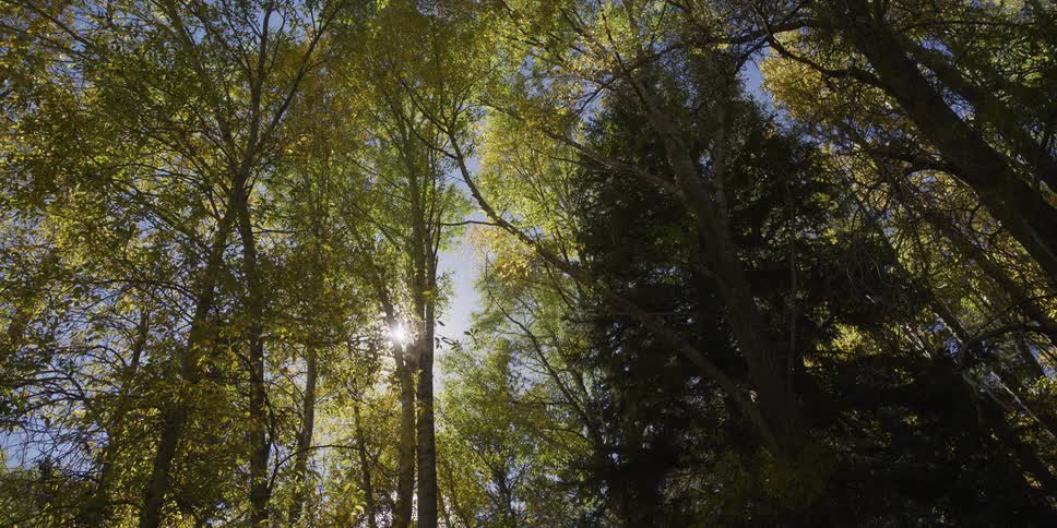A low-angle view of the sun shining through a dense forest canopy with green and yellow leaves during autumn