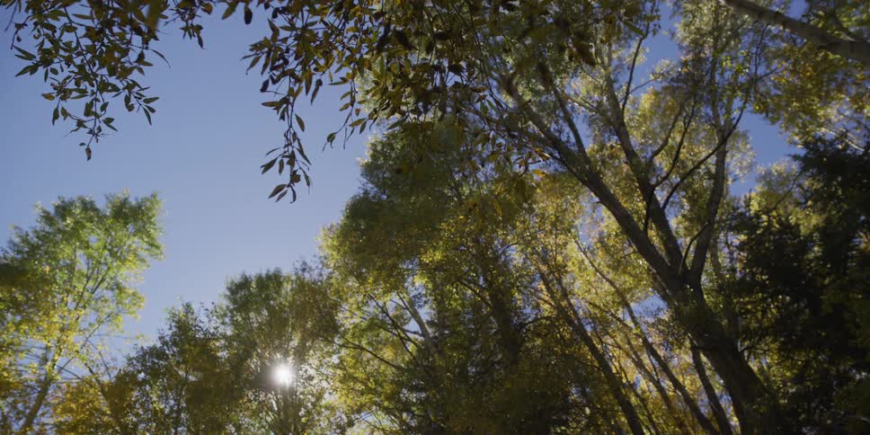 Sunlight filters through the canopy of autumn trees as leaves gently fall against a clear blue sky