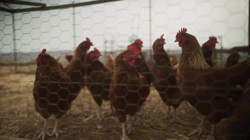 Curious brown chickens look through the wire mesh of their coop on a farm