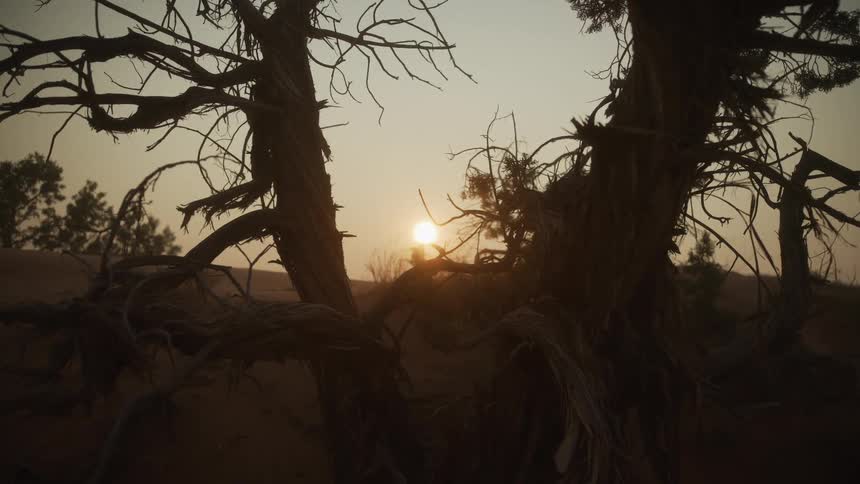 The golden sun sets behind the gnarled branches of a weathered tree silhouetted in a sandy desert