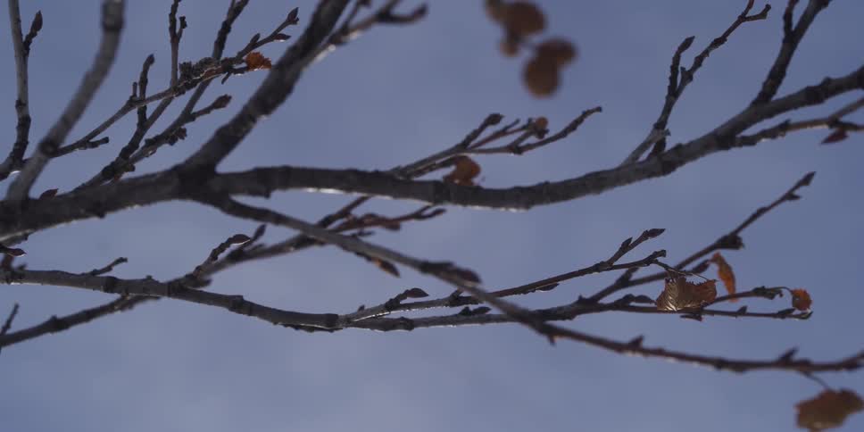 A still close-up of barren tree branches with a few clinging leaves against a soft blue winter sky