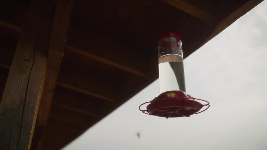 A mesmerizing slow-motion view captures multiple hummingbirds gracefully flying and feeding from a red bird feeder