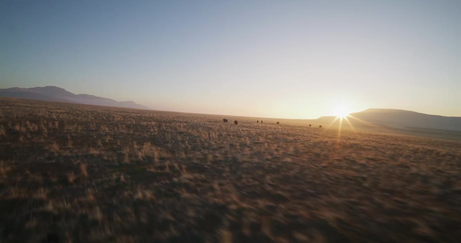 A fast-moving FPV drone glides low across a vast, golden grassland towards a herd of bison during a beautiful sunrise