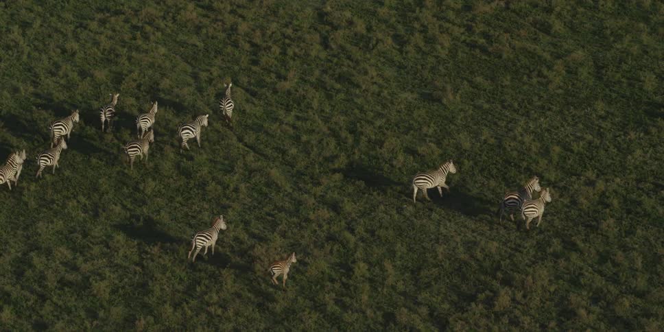 Herd of zebra on a large green field