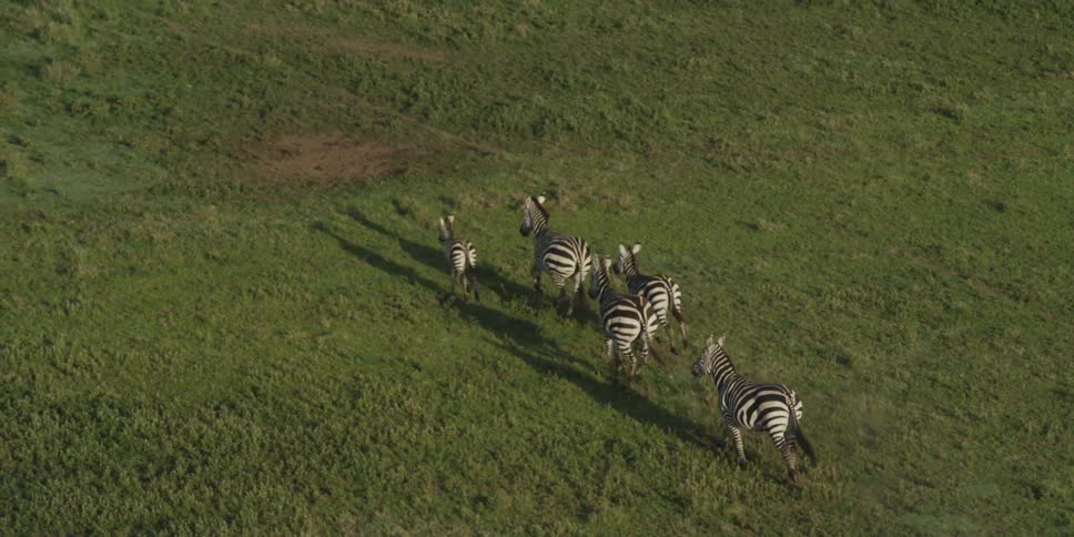 Zebras running through a field