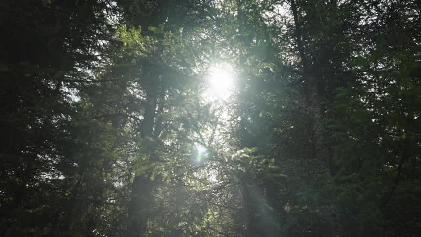 Bright sunbeams and a vibrant lens flare shine through the green branches of an evergreen forest