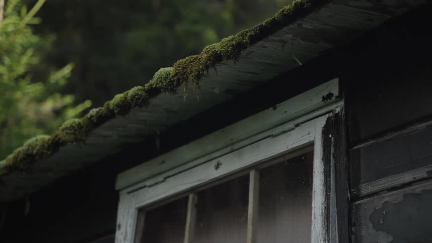 A spider builds its web on the mossy roof of a weathered, abandoned shed in the woods