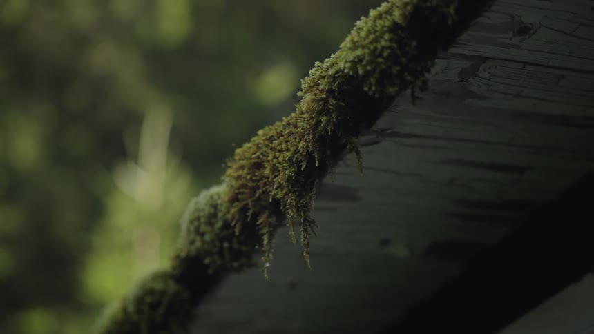 A moody close-up shot of green moss growing on the wooden eaves of a cabin in a forest