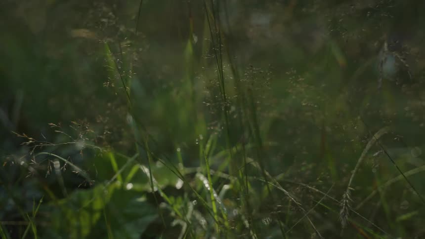 A dreamy close-up of lush green grass with shimmering morning dew glistening in the soft sunlight