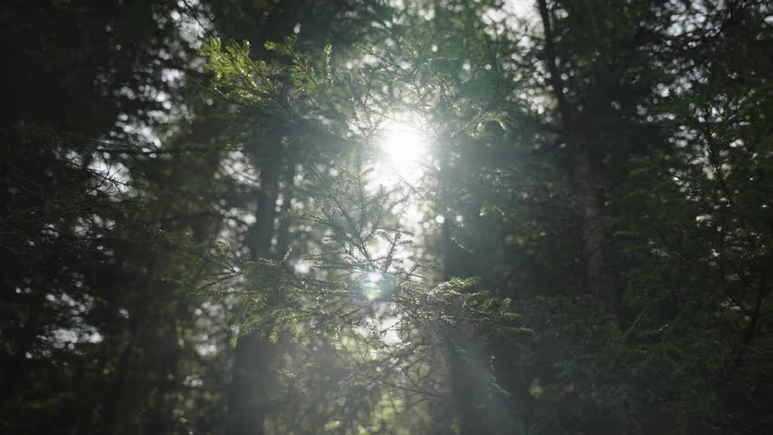 A serene view looking up through the branches of a pine tree as the sun shines brightly, creating a beautiful lens flare