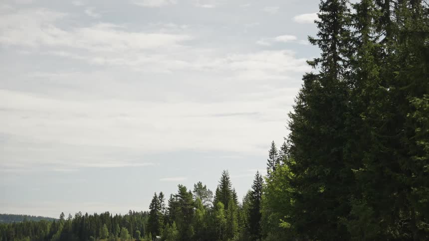 A peaceful forest landscape with evergreen trees swaying gently in the breeze on a partly cloudy day