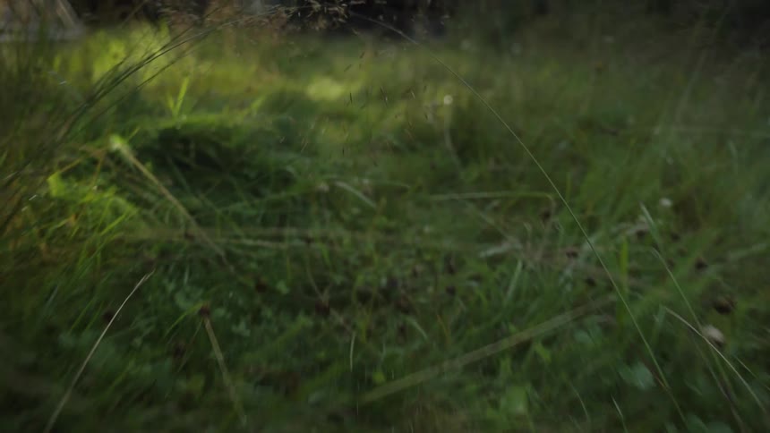 A dreamy, slow-motion glide through a lush green field of grass and wildflowers from a low angle