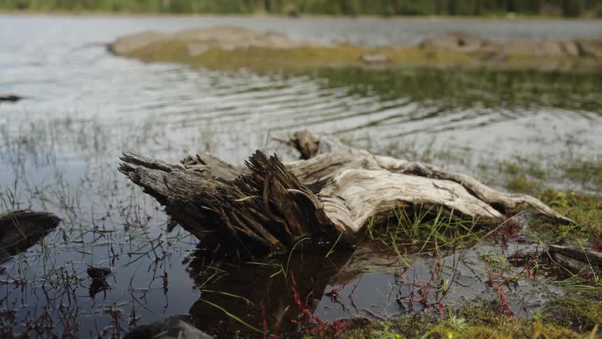 A weathered tree stump rests on the grassy shoreline of a tranquil lake with gentle ripples in the background
